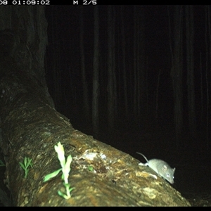 Antechinus stuartii (Brown Antechinus) at Crescent Head, NSW - 8 Jan 2025 by SimonLumsden