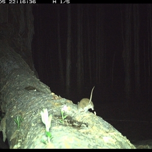 Antechinus flavipes (Yellow-footed Antechinus) at Crescent Head, NSW - 5 Jan 2025 by SimonLumsden