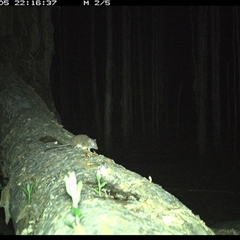 Antechinus flavipes at Crescent Head, NSW - 5 Jan 2025 10:16 PM