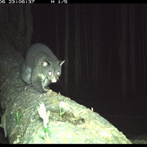 Trichosurus caninus (Mountain Brushtail Possum) at Crescent Head, NSW - 6 Jan 2025 by SimonLumsden