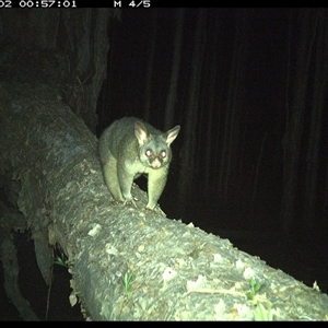 Trichosurus vulpecula (Common Brushtail Possum) at Crescent Head, NSW - 2 Jan 2025 by SimonLumsden