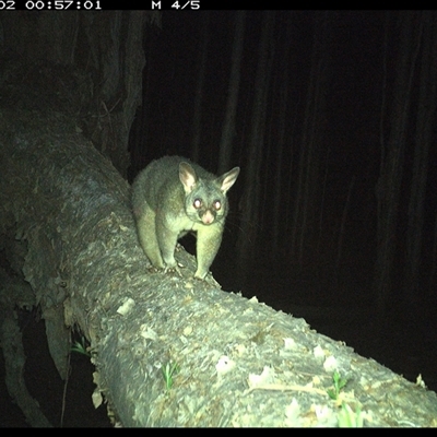 Trichosurus vulpecula (Common Brushtail Possum) at Crescent Head, NSW - 2 Jan 2025 by SimonLumsden