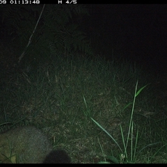 Trichosurus vulpecula (Common Brushtail Possum) at Crescent Head, NSW - 9 Dec 2024 by SimonLumsden