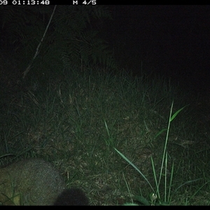 Trichosurus vulpecula (Common Brushtail Possum) at Crescent Head, NSW - 9 Dec 2024 by SimonLumsden