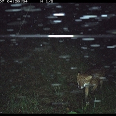 Vulpes vulpes (Red Fox) at Crescent Head, NSW - 7 Nov 2024 by SimonLumsden