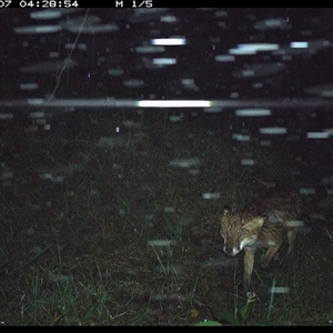 Vulpes vulpes (Red Fox) at Crescent Head, NSW - 7 Nov 2024 by SimonLumsden