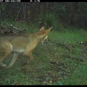 Canis lupus (Dingo / Wild Dog) at Crescent Head, NSW - 7 Nov 2024 by SimonLumsden