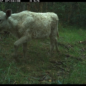 Bos taurus (Cattle) at Crescent Head, NSW - 7 Nov 2024 by SimonLumsden