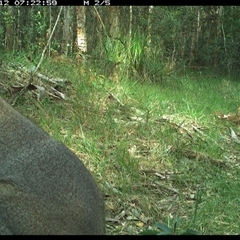 Notamacropus rufogriseus (Red-necked Wallaby) at Crescent Head, NSW - 12 Nov 2024 by SimonLumsden