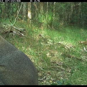 Notamacropus rufogriseus (Red-necked Wallaby) at Crescent Head, NSW - 12 Nov 2024 by SimonLumsden