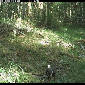 Leucosarcia melanoleuca (Wonga Pigeon) at Crescent Head, NSW - 30 Oct 2024 by SimonLumsden