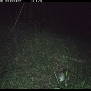 Isoodon macrourus (Northern Brown Bandicoot) at Crescent Head, NSW - 26 Nov 2024 by SimonLumsden