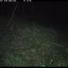 Perameles nasuta (Long-nosed Bandicoot) at Crescent Head, NSW - 2 Nov 2024 by SimonLumsden
