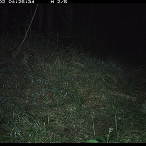 Perameles nasuta (Long-nosed Bandicoot) at Crescent Head, NSW - 2 Nov 2024 by SimonLumsden