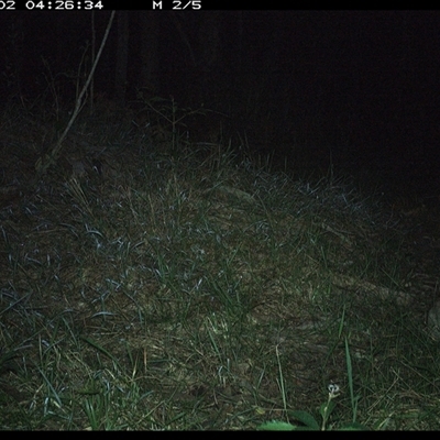 Perameles nasuta (Long-nosed Bandicoot) at Crescent Head, NSW - 2 Nov 2024 by SimonLumsden
