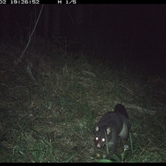 Trichosurus caninus (Mountain Brushtail Possum) at Crescent Head, NSW - 2 Nov 2024 by SimonLumsden