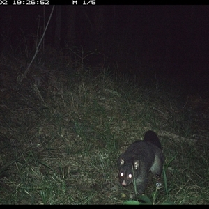 Trichosurus caninus (Mountain Brushtail Possum) at Crescent Head, NSW - 2 Nov 2024 by SimonLumsden