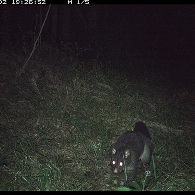 Trichosurus caninus (Mountain Brushtail Possum) at Crescent Head, NSW - 2 Nov 2024 by SimonLumsden