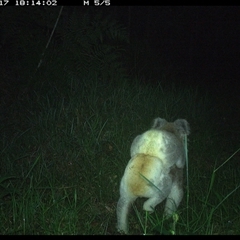Phascolarctos cinereus (Koala) at Crescent Head, NSW - 17 Dec 2024 by SimonLumsden