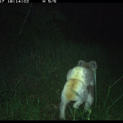Phascolarctos cinereus (Koala) at Crescent Head, NSW - 17 Dec 2024 by SimonLumsden