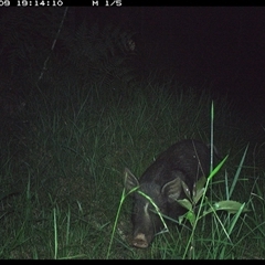 Sus scrofa (Wild Boar, Feral Pig) at Crescent Head, NSW - 9 Jan 2025 by SimonLumsden
