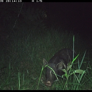 Sus scrofa (Wild Boar, Feral Pig) at Crescent Head, NSW - 9 Jan 2025 by SimonLumsden