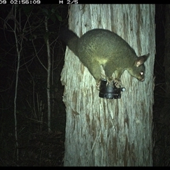 Trichosurus vulpecula (Common Brushtail Possum) at Crescent Head, NSW - 9 Dec 2024 by JoelStibbardBCT