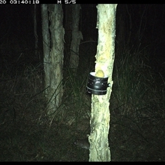 Isoodon macrourus (Northern Brown Bandicoot) at Crescent Head, NSW - 20 Nov 2024 by JoelStibbardBCT