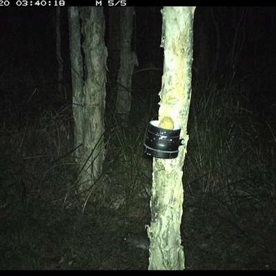 Isoodon macrourus (Northern Brown Bandicoot) at Crescent Head, NSW - 20 Nov 2024 by JoelStibbardBCT