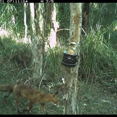 Vulpes vulpes (Red Fox) at Crescent Head, NSW - 21 Nov 2024 by JoelStibbardBCT