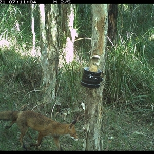 Vulpes vulpes (Red Fox) at Crescent Head, NSW - 21 Nov 2024 by JoelStibbardBCT