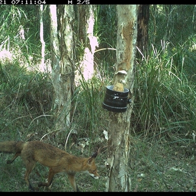 Vulpes vulpes (Red Fox) at Crescent Head, NSW - 21 Nov 2024 by JoelStibbardBCT