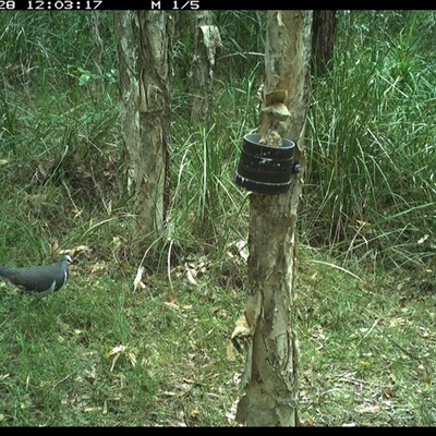 Leucosarcia melanoleuca (Wonga Pigeon) at Crescent Head, NSW - 28 Dec 2024 by JoelStibbardBCT