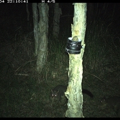 Trichosurus vulpecula (Common Brushtail Possum) at Crescent Head, NSW - 4 Jan 2025 by JoelStibbardBCT