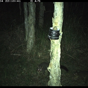Trichosurus vulpecula (Common Brushtail Possum) at Crescent Head, NSW - 4 Jan 2025 by JoelStibbardBCT