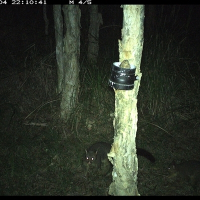 Trichosurus vulpecula (Common Brushtail Possum) at Crescent Head, NSW - 4 Jan 2025 by JoelStibbardBCT