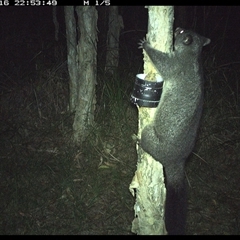 Trichosurus caninus (Mountain Brushtail Possum) at Crescent Head, NSW - 16 Jan 2025 by JoelStibbardBCT