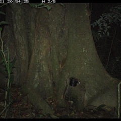 Muridae (family) at Lower Pappinbarra, NSW - 21 Oct 2024 by dave@kerrie