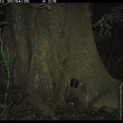 Muridae (family) at Lower Pappinbarra, NSW - 21 Oct 2024 by dave@kerrie