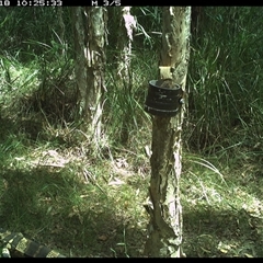Varanus varius (Lace Monitor) at Crescent Head, NSW - 18 Jan 2025 by JoelStibbardBCT