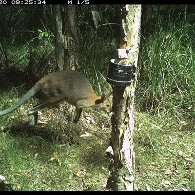 Notamacropus rufogriseus (Red-necked Wallaby) at Crescent Head, NSW - 20 Jan 2025 by JoelStibbardBCT
