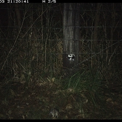 Perameles nasuta (Long-nosed Bandicoot) at Lower Pappinbarra, NSW - 3 Jan 2025 by dave@kerrie