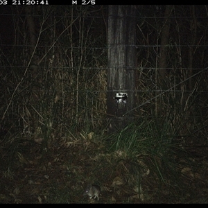 Perameles nasuta (Long-nosed Bandicoot) at Lower Pappinbarra, NSW - 3 Jan 2025 by dave@kerrie