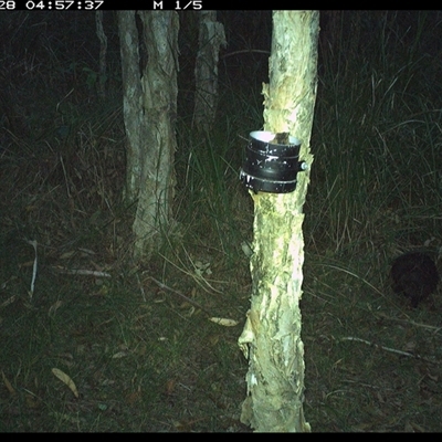 Tachyglossus aculeatus (Short-beaked Echidna) at Crescent Head, NSW - 28 Jan 2025 by JoelStibbardBCT