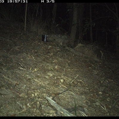 Rattus rattus at Pappinbarra, NSW - 3 Nov 2024 by jonvanbeest