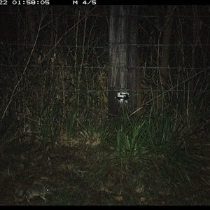 Perameles nasuta (Long-nosed Bandicoot) at Lower Pappinbarra, NSW - 22 Jan 2025 by dave@kerrie