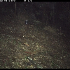 Unverified Mammal at Pappinbarra, NSW - 2 Dec 2024 by jonvanbeest