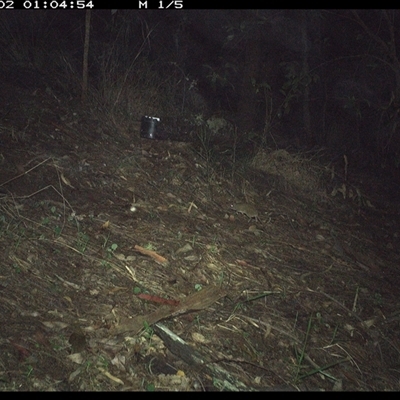 Unverified Mammal at Pappinbarra, NSW - 2 Dec 2024 by jonvanbeest