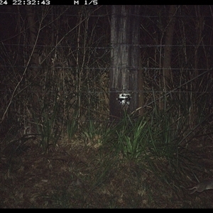 Peramelidae (family) (Unidentified Bandicoot) at Lower Pappinbarra, NSW - 24 Jan 2025 by dave@kerrie