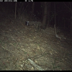 Macropodidae (family) (Unknown kangaroo or wallaby) at Pappinbarra, NSW - 2 Dec 2024 by jonvanbeest